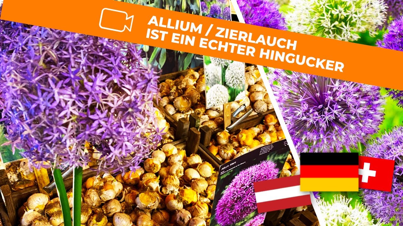 Allium / Zierlauch Pflanzen
