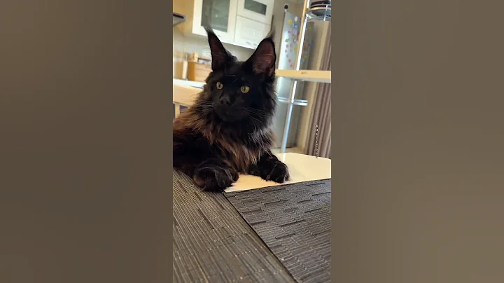 Video 11513981: kitten cat funnycat mainecoon, cat mainecoon funnycats animals, mainecoon kitten cute funnycats, mainecoon cat kitten love, furry