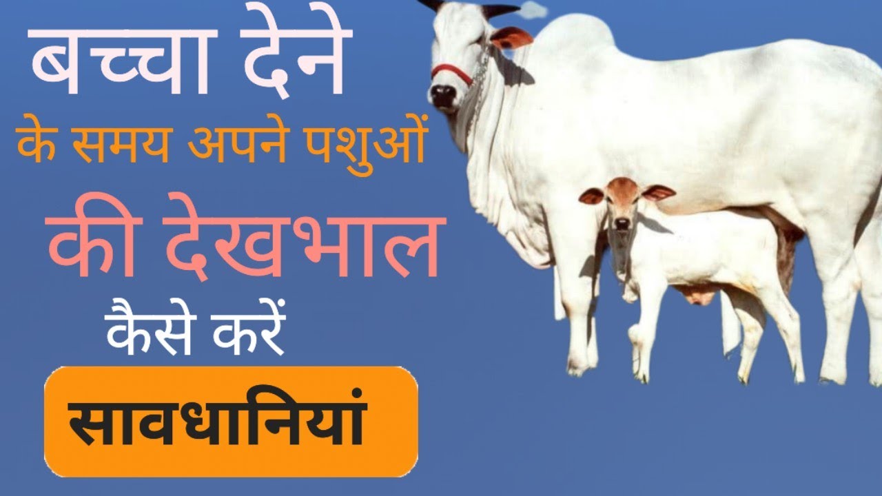 बच्चा देते समय अपने पशुओं की देखभाल कैसे करें|| Manjhi Veterinary