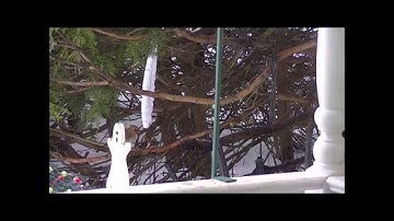 Northern Cardinal and mirror