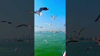 #songs #status #songlyrics #arijitsingh #shahidkapoor #kabirsingh #yt #ytshortsindia #ytshort #viral