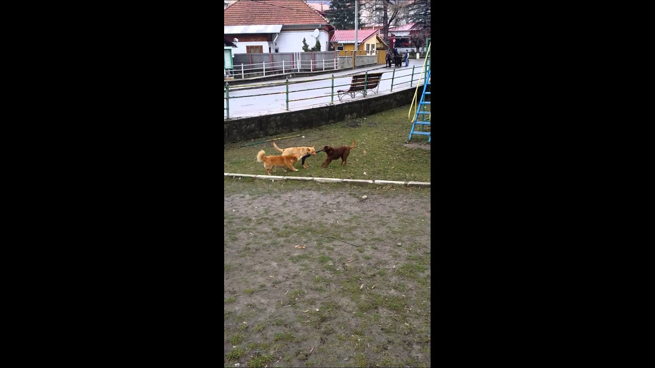 Dogs like socks YouTube