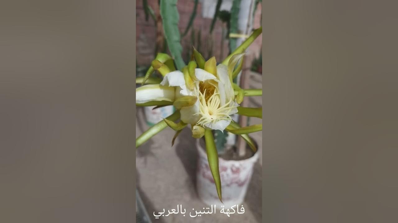 أهم أسباب سقوط الأزهار بعد عملية التلقيح لفاكهة التنين 🐉🐲. Why flowers