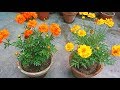 How To Make Your Cosmos Plant More Bushy & Flowery In Summer | Caring Tips