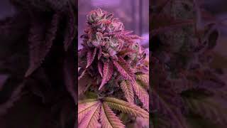 Grow tent getting close to harvest
