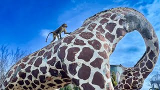 Люська с Маней ВЫШЛИ ПОГУЛЯТЬ и я подумала, что Люся сейчас вот-вот ОТ НАС УБЕЖИТ! 