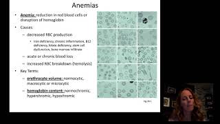 Introduction to Hematology