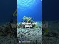 Marine Habitat.   #shorts #science