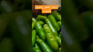 ارتفاع الخيار الصوب والفلفل والكوسة سوق الجملة بالسويس النويري النويري