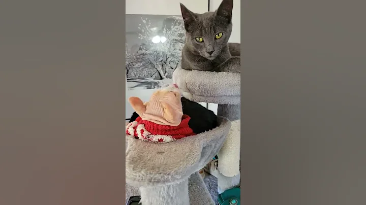 Video 1259311: russian sphynx, russian blue kitten, sphynx ear, clean sphynx