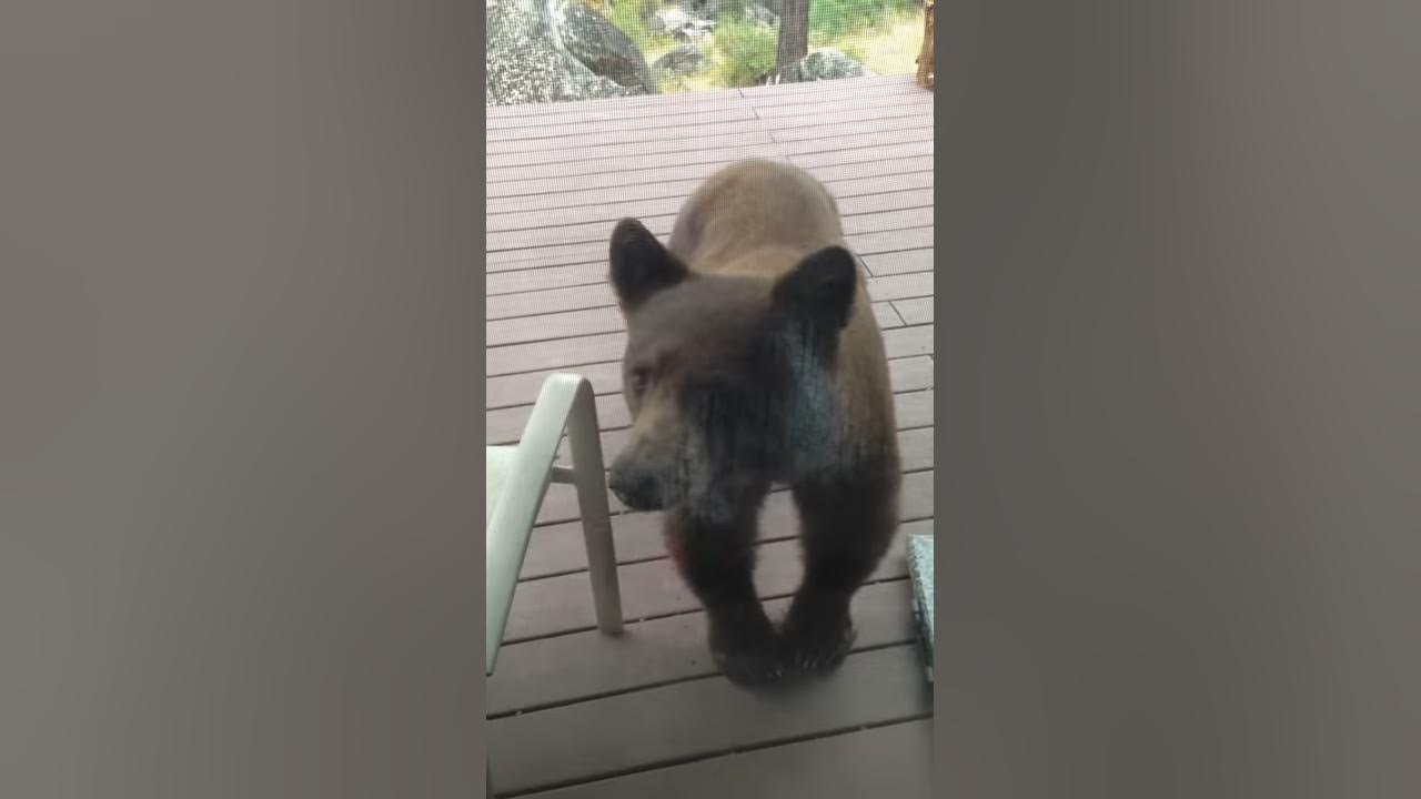 This Bear Made A Huge Mistake Breaking Into This Sevierville Home (Twra) - rzb4yc4