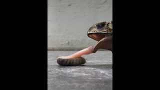 Celebrity My toad eats a massive grub! Net Worth