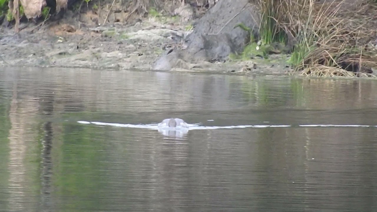 SERRETA GRANDE JOYEL