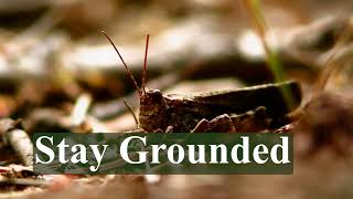 Nature Stories | Valuable Lessons from Grasshoppers