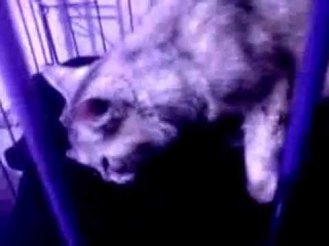 proses melahirkan kucing anggora