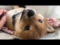 豆柴ふくが我が家に来てちょうど1年、成長具合を比較してみた! #74