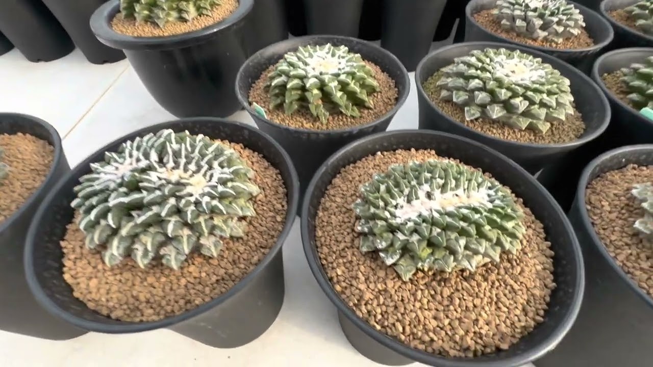 Day 2 in Thailand. Plant shopping at Mr. Baso