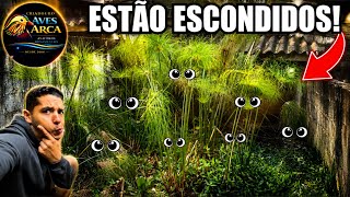 Aves raras com Bico GIGANTE Escondidas,| Matando a saudade dos cisnes brancos | Aves Recriar