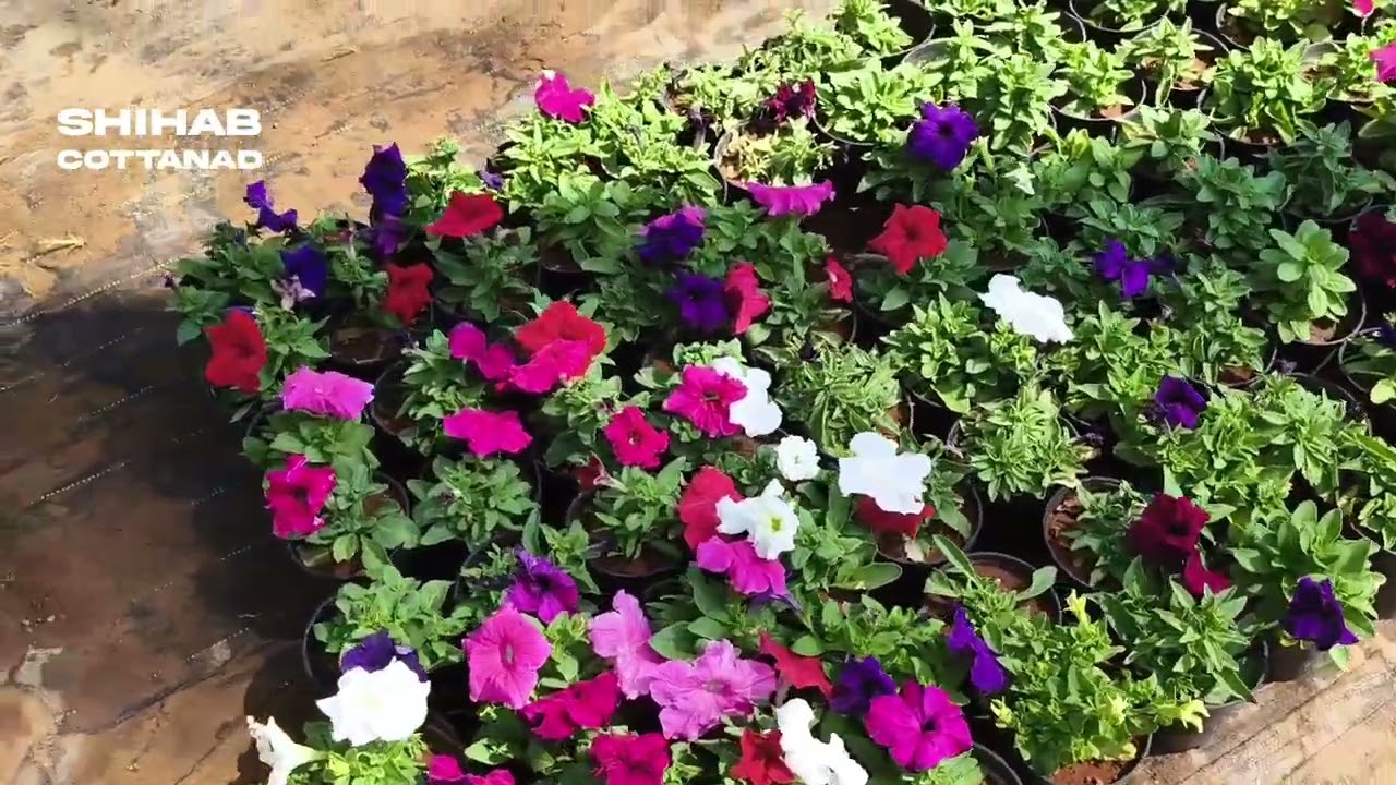 ഓട്ടോ സർവീസിന് വന്നപ്പോൾ🥰👍