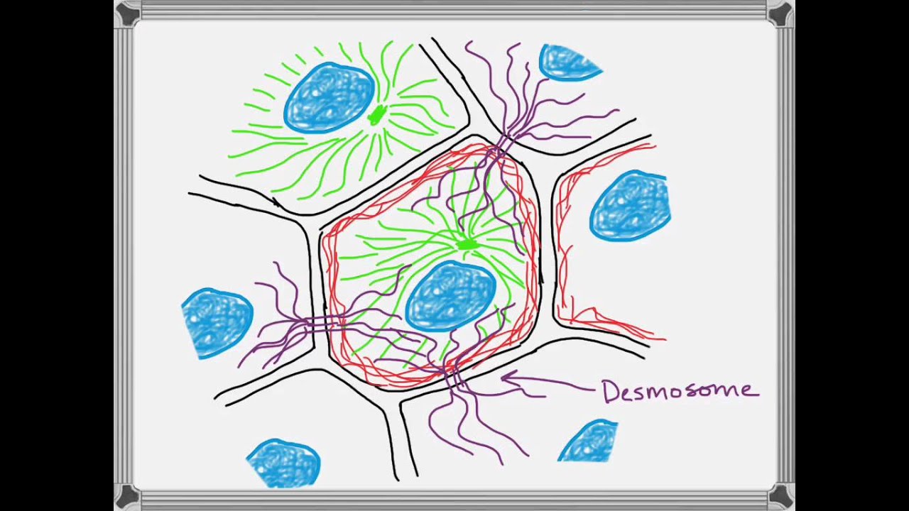 Biology Quick Review: Cytoskeleton - YouTube