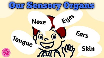 Our Sensory Organs | Environmental Studies Class 3rd | Maharashtra Board