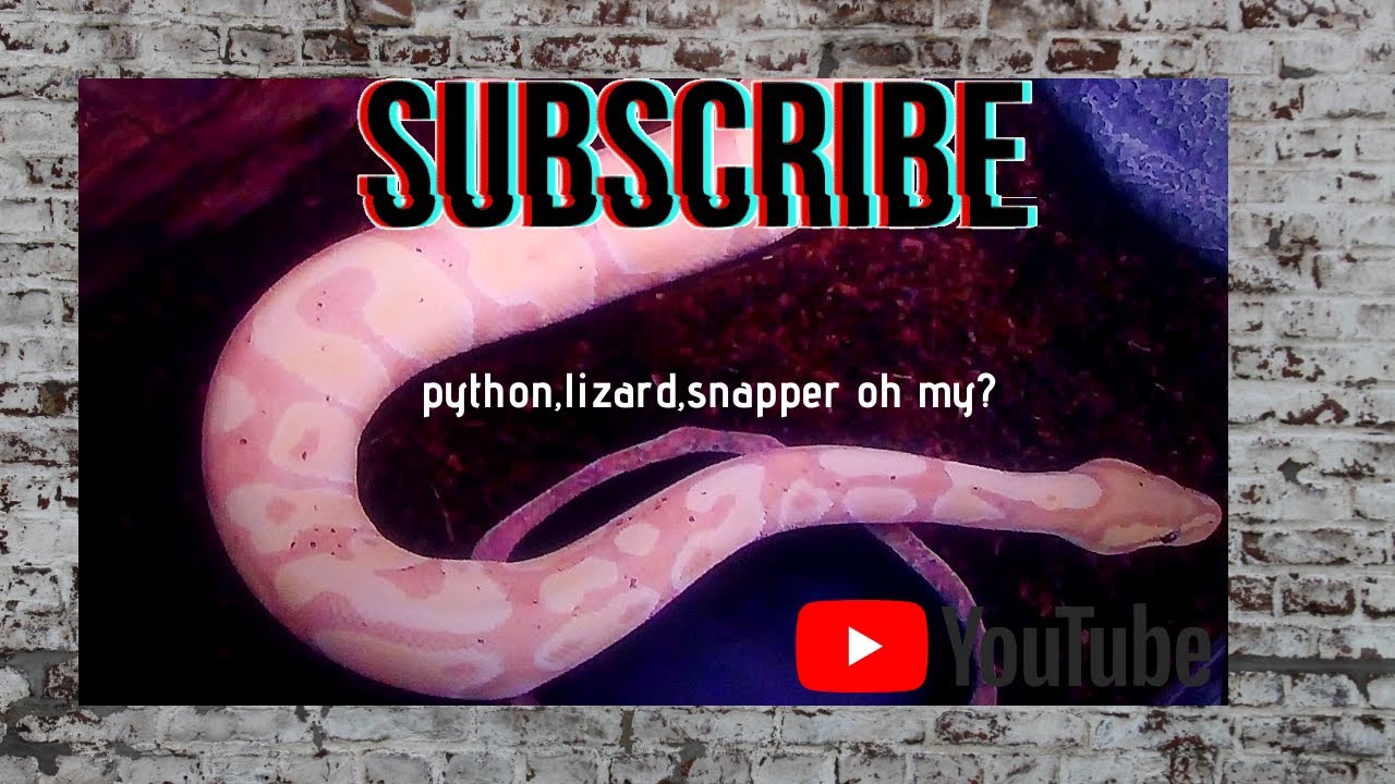 Snapper Lizard Python, lizard, snapper oh my? - YouTube