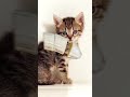 Funny cute cat dapal shorts funny comedy viral youtubeshorts trending short best populer