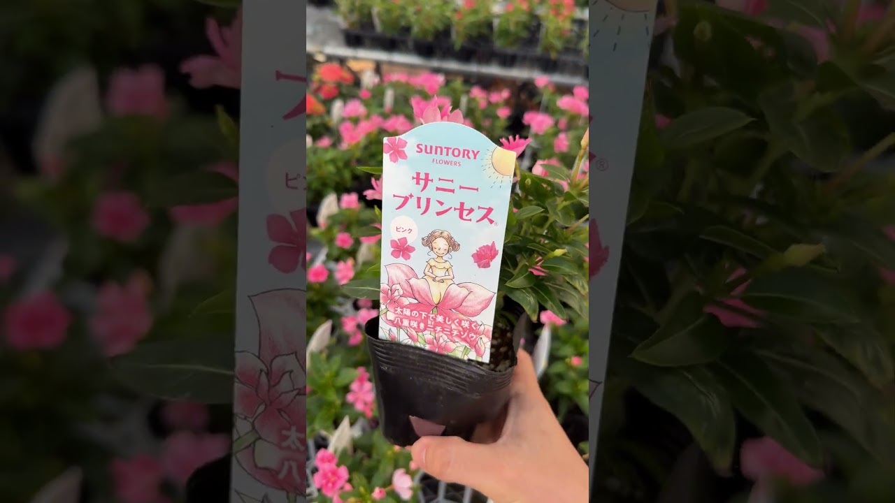 サントリーさんの八重咲きニチニチソウ☆サニープリンセス「ピンク