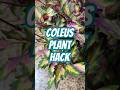 Try This Hack On Your Coleus Plant