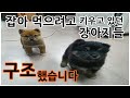 잡아 먹으려고 키우고 있던 강아지들 구조 했습니다. (대박 기쁨 유기견남매 구조와 임보 이야기)