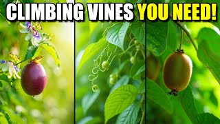 Top 10 Perennial Edible Climbing Vines for Small Vertical Gardens
