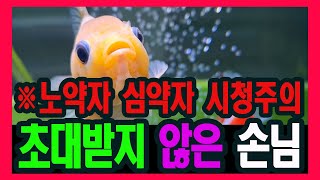 초대 받지 않은 손님 어항 날파리 #금붕어 #유충 #깔따구 #물생활 #4자어항 #깔따구 #냉동장구벌레 #어항 날파리 #날파리 #불청객