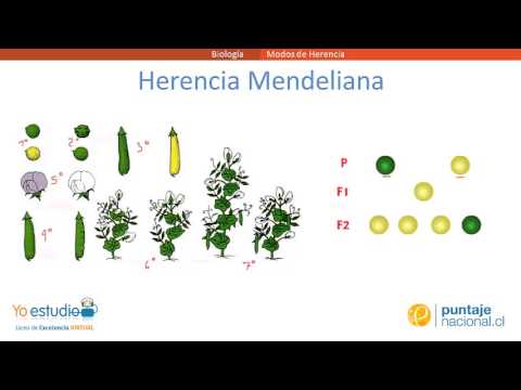 Vídeo: El Análisis De Pedigrí De La Fibrilación Auricular En Perros Lobos Irlandeses Respalda Una Alta Heredabilidad Con Un Modo De Herencia Dominante