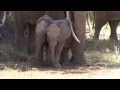 the cutest baby elephants   samburu