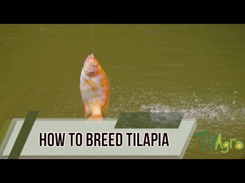 How to Breed Tilapia - All Facts - TvAgro By Juan Gonzalo Angel