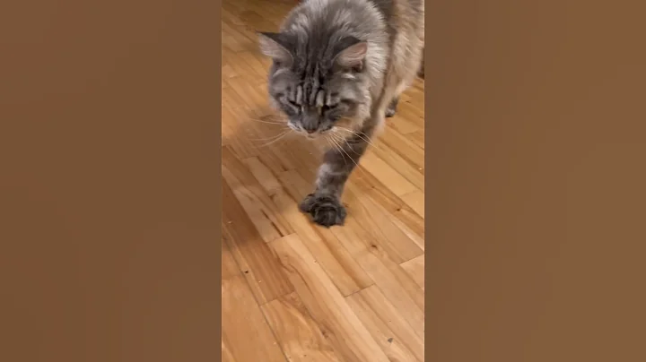 Video 3426901: mainecoon cat kitty pets, mainecoon cat pet animal, mainecoon cat kitty cute, fluffy polydactyl mainecoon kitty, big fluffy mainecoon kitty