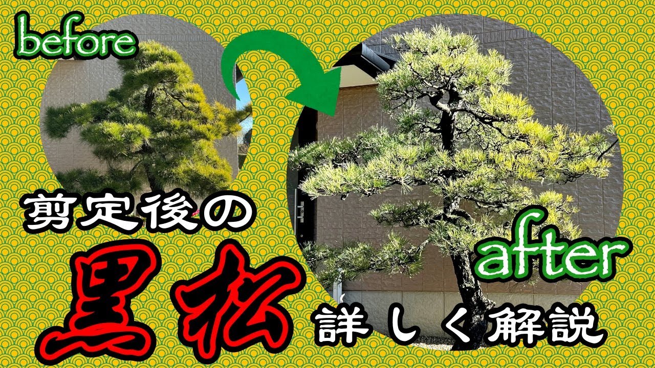 Winter is the best time to showcase the beauty of Japanese black