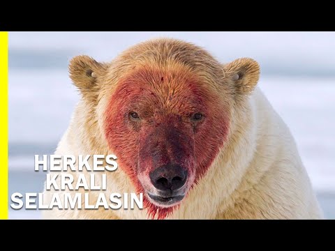 Kutup Ayısı: Kuzeydeki Kral