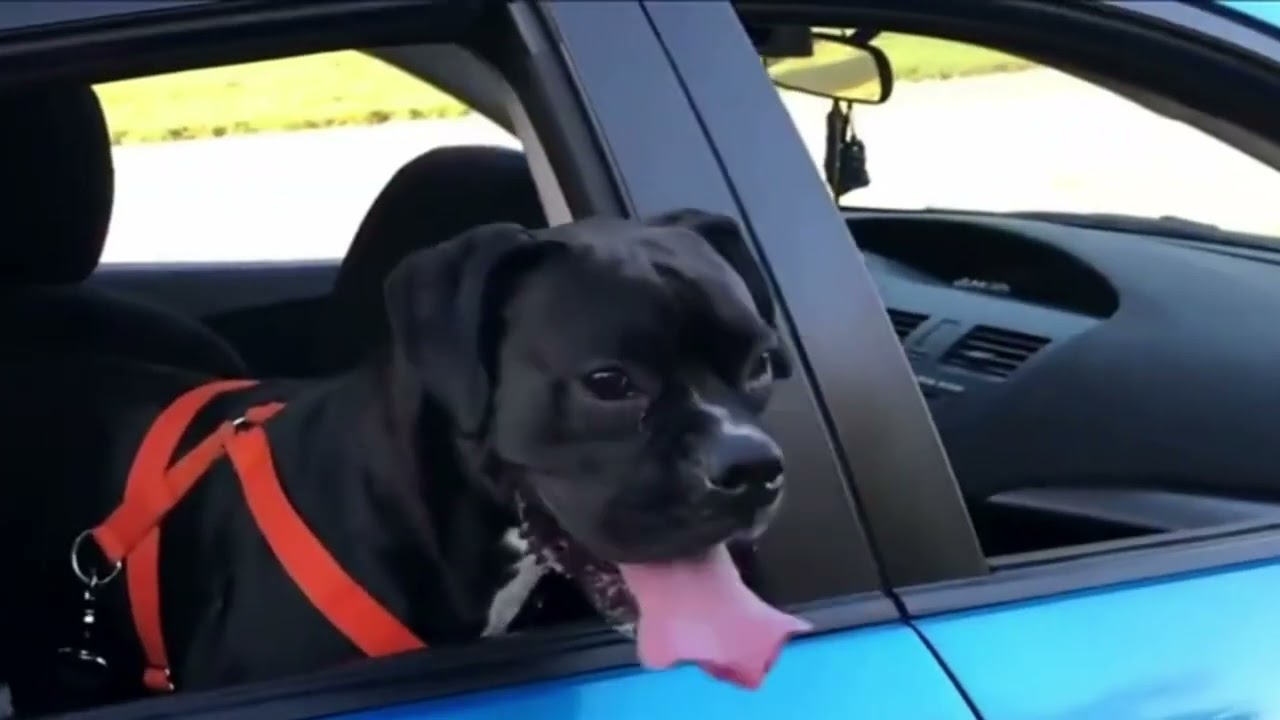 WanderGuard Car Harness