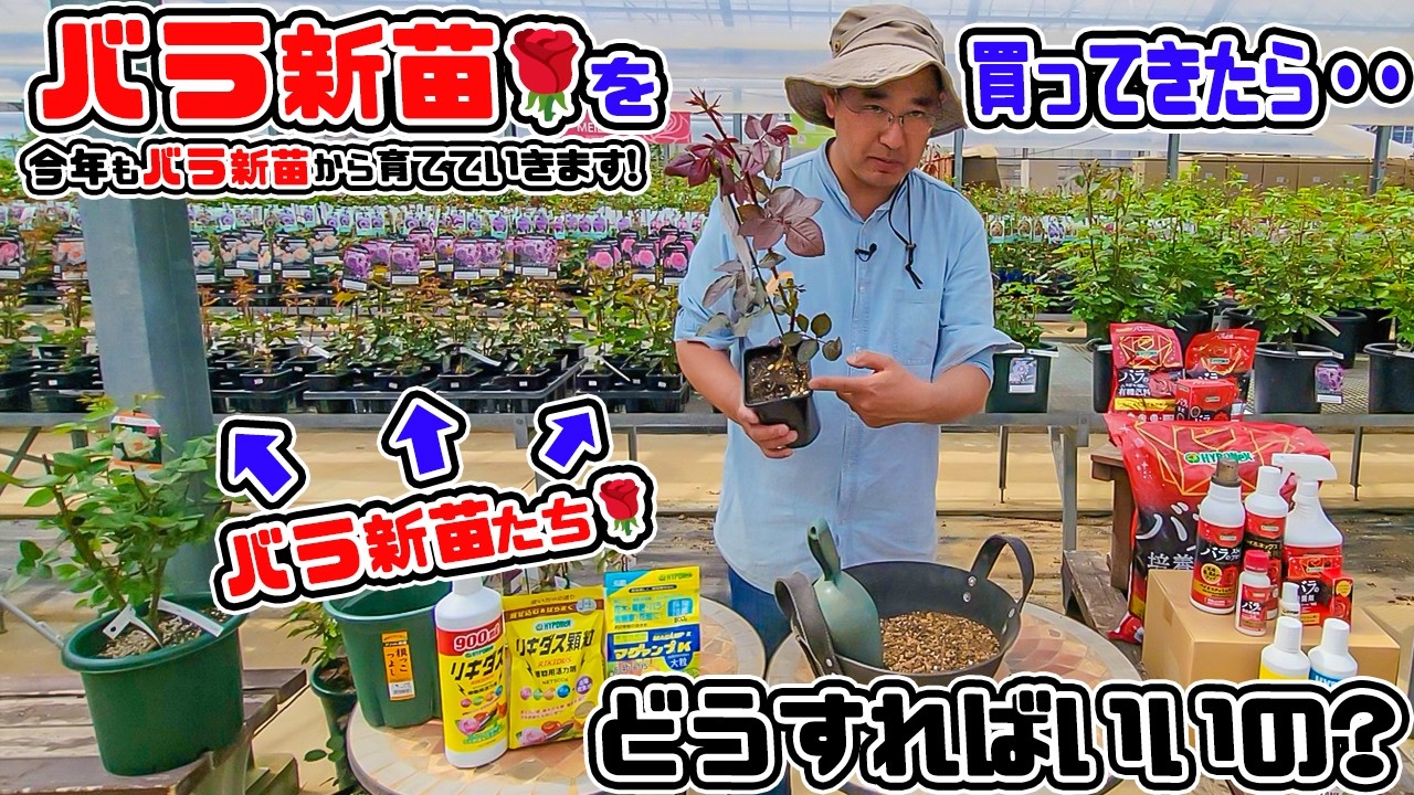 バラ接木開花苗 新苗からバラを育てよう!】今年も高木店長が「新苗」からバラを育てて
