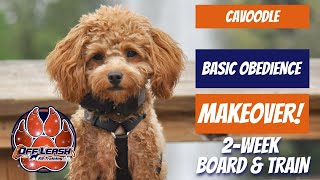 Knoxville Dog Trainers  Cavoodle Basic Obedience Makeover!