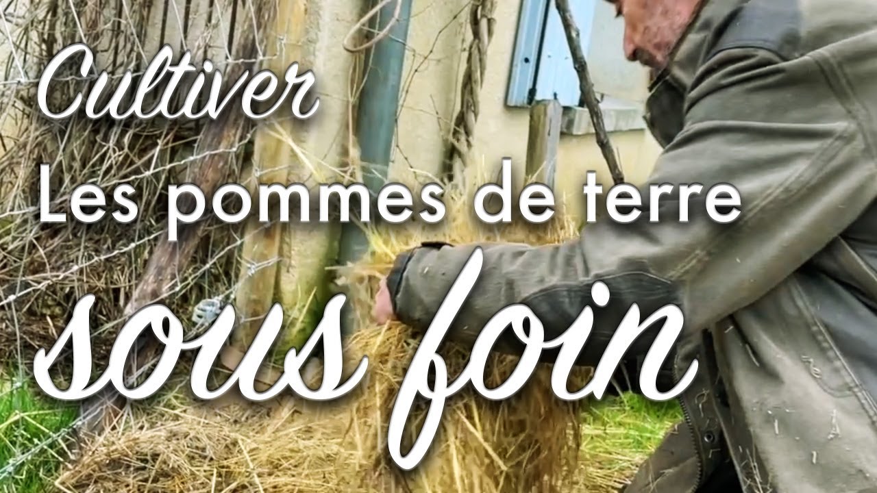 Planter des pommes de terre sans travail du sol