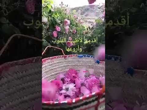 صباح الأنوار يا اعز الناس عندي الوجود نهاركم مبروك