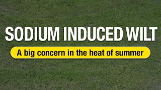 2 Minute Turf Talk - Sodium Induced Wilt
