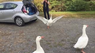 My geese meet their parents