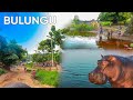 DÉCOUVERTE BULUNGU Part 2 BAYANZI RICHE EN RESSOURCE NATURELLE RIVIÈRE KWILU AVEC SES HIPPOPOTAMES