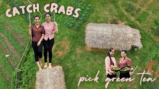 Catching crabs, picking green tea, cooking and eat with my sister at the oasis | Bui Thuy Linh