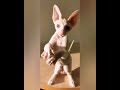 Cornish rex kitten の動画、YouTube動画。