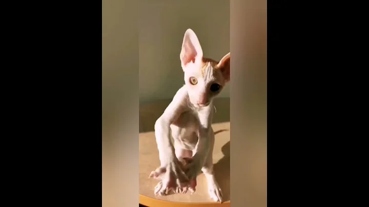 Video 1265731: cornish rex kittens, cornish rex baby, sweet baby kitten, eyes kitten