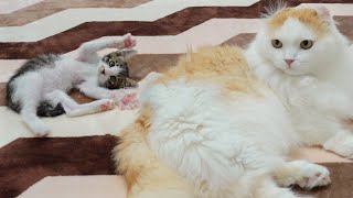 The Rescued Kitten Expresses His Love To the Big Cat │ Episode.202